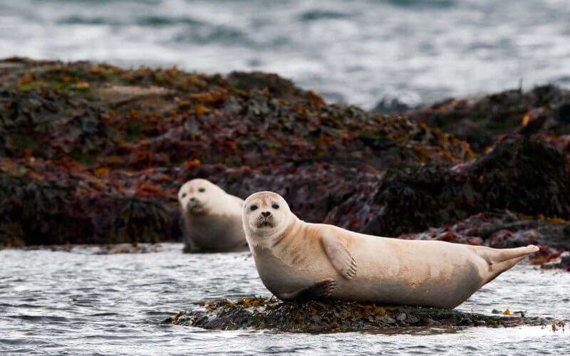 Seals posing for the picture with seaweed behind