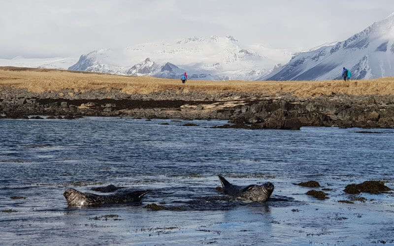 Seals enjoying the sun at Snaefellsnes National Park Small Group Day Tour
