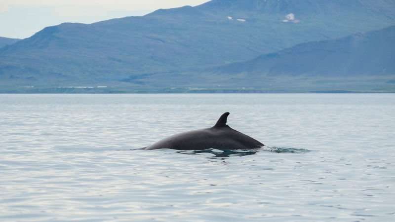 Whale Watching Iceland, whale above the water