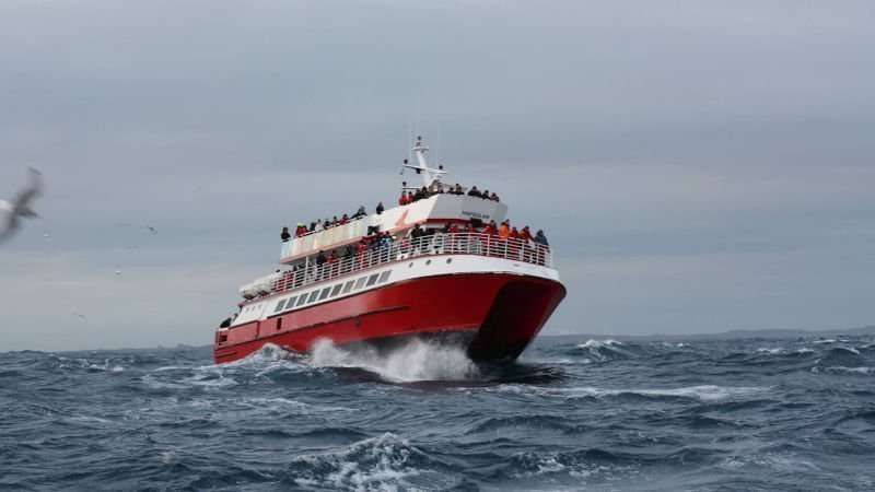 Whale watching boat tour