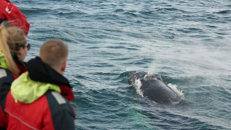 Whale watching in Iceland