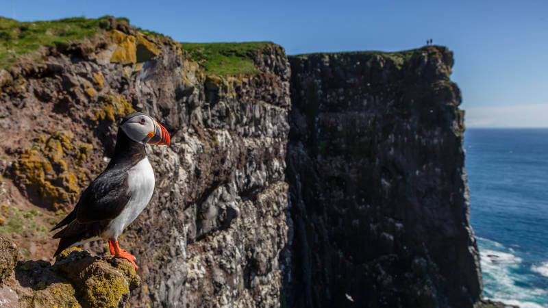 Látrabjarg with sunny puffin