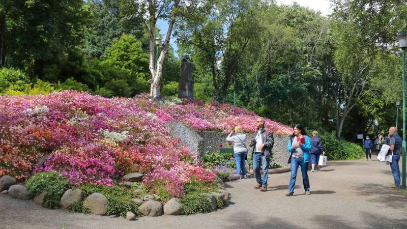 Park alley with birch and pink flowers in Akureyri, Ring road tours Nicetravel