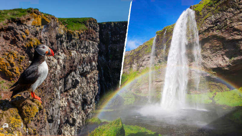 Puffins at Látrabjarg & Seljalandsfoss Waterfall