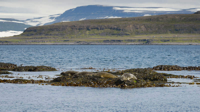 Seal Watching Wild and Wonderful Westfjords