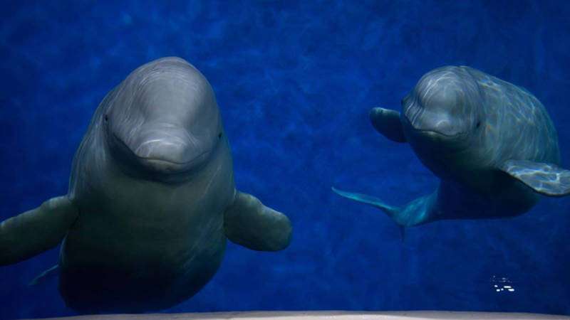 Beluga Whales from up close