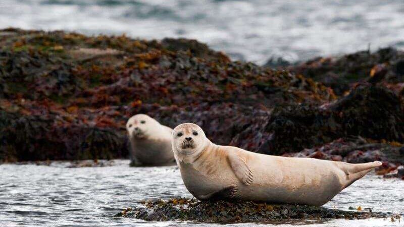 Seals posing for the picture with seaweed behind