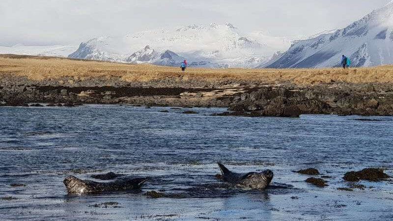 Seals enjoying the sun at Snaefellsnes National Park Small Group Day Tour