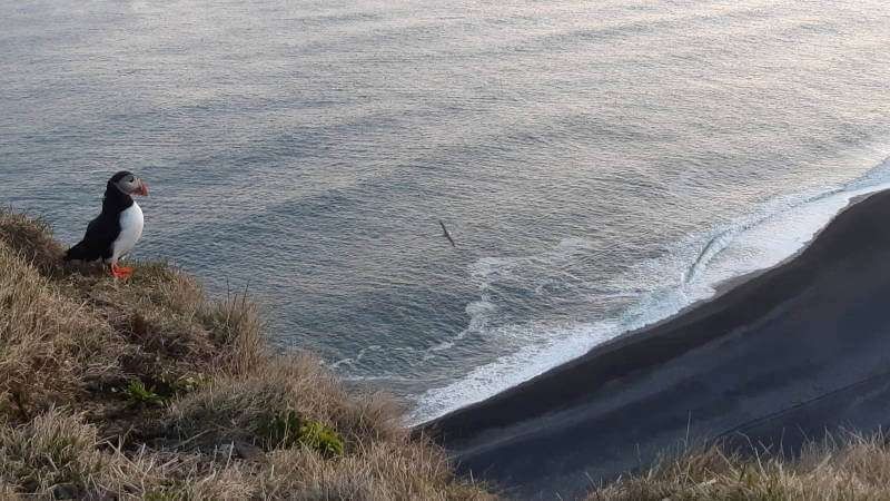 Puffin sitting on a cliff with ocean beneath and black beach