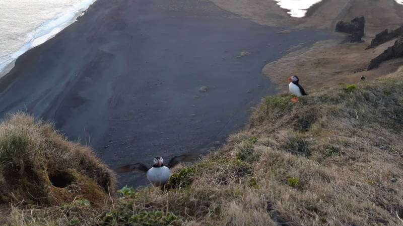 Two puffins sitting on a cliff with black sand beach and waves