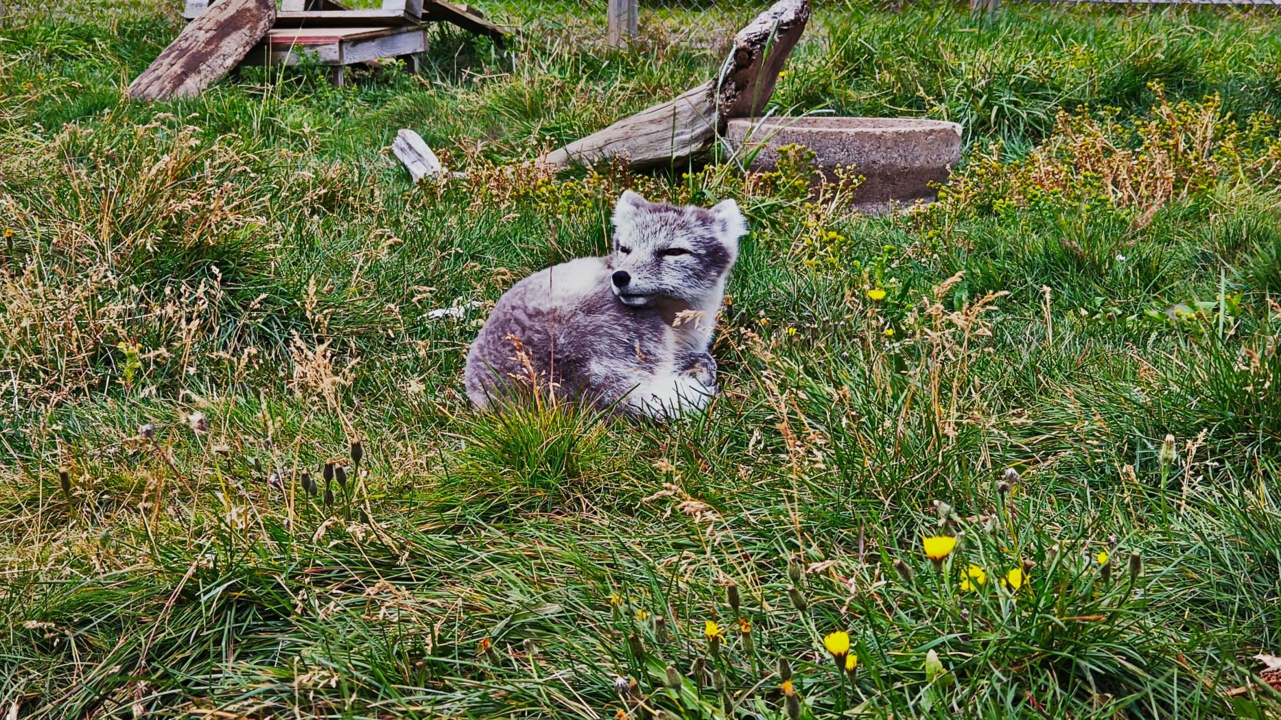 Arctic Fox Center