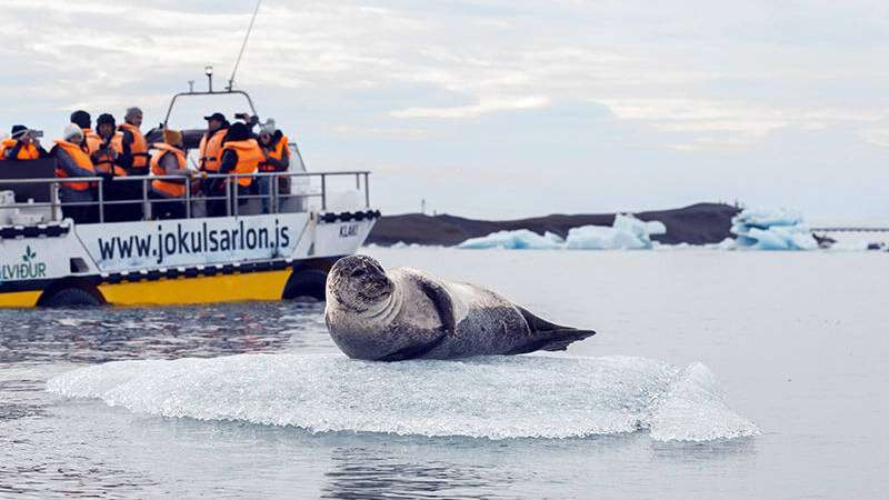 Optional Boat Tour with seal on ice and boat with people in the background