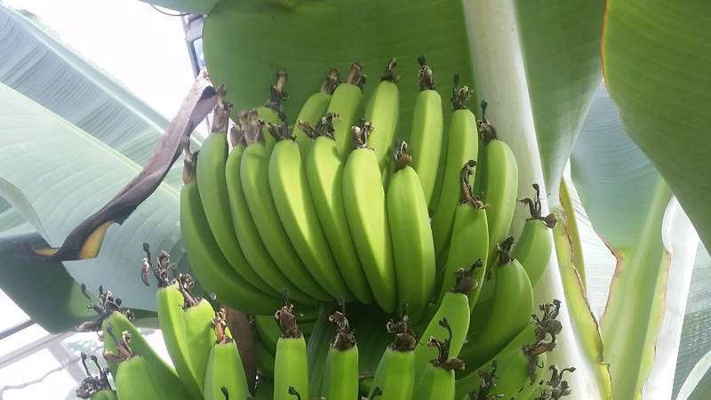 Banana tree growing in Iceland from up close