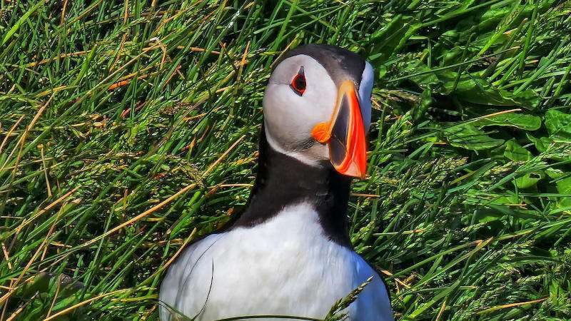 Puffin up close with grass background