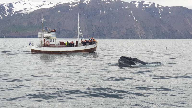 (Optional) Whale Watching Boat Tour