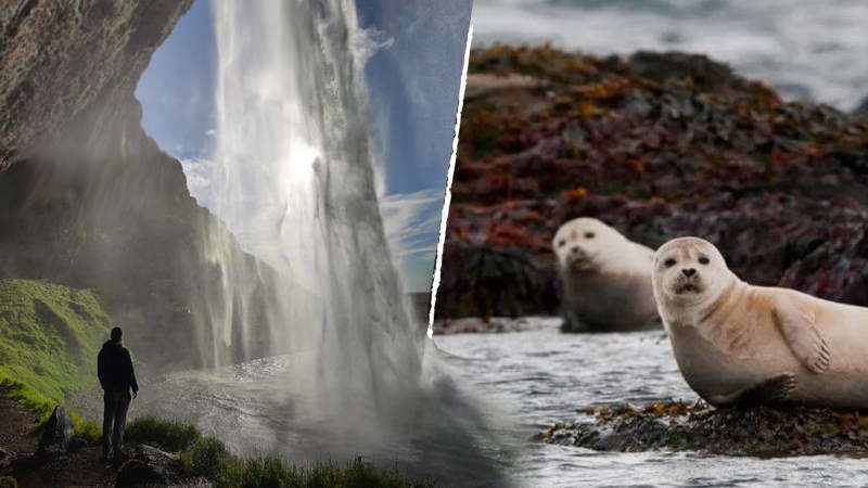 Seljalandsfoss waterfall and seals at Ytri Tunga Beach