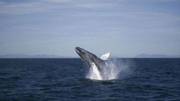 Reykjavik Whale watching, whale tale above the water