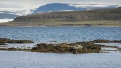 Seal Watching Wild and Wonderful Westfjords