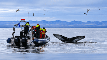 Humpback whale tail beside a small RIB whale watching boat in Iceland
