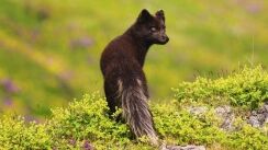 Arctic Fox Centre Iceland