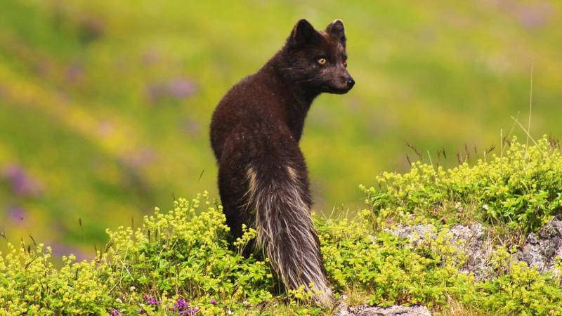 Arctic Fox Centre Iceland