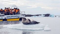 Optional Boat Tour with seal on ice and boat with people in the background