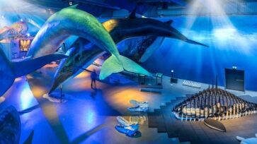 Whale Museum